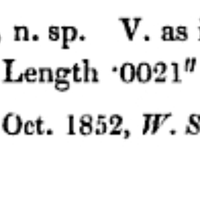 T Angustata Original Description