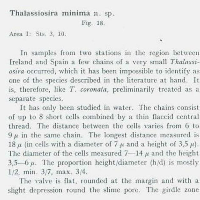 Thalassiosira minima orig desc1