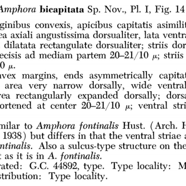 Amphora bicapitata orig descr