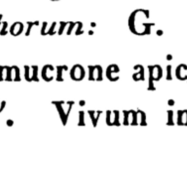 G Sphaerophorum Orgidesc