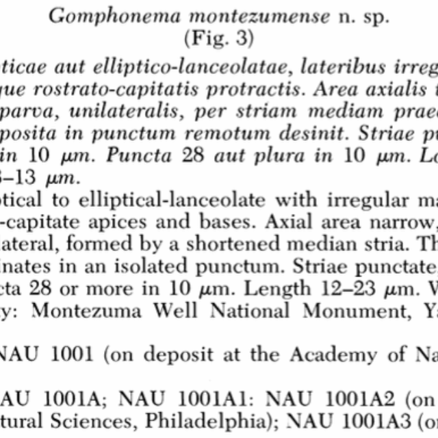 Gomph Montezum Orig Descript Czar Et  Blinn 1979