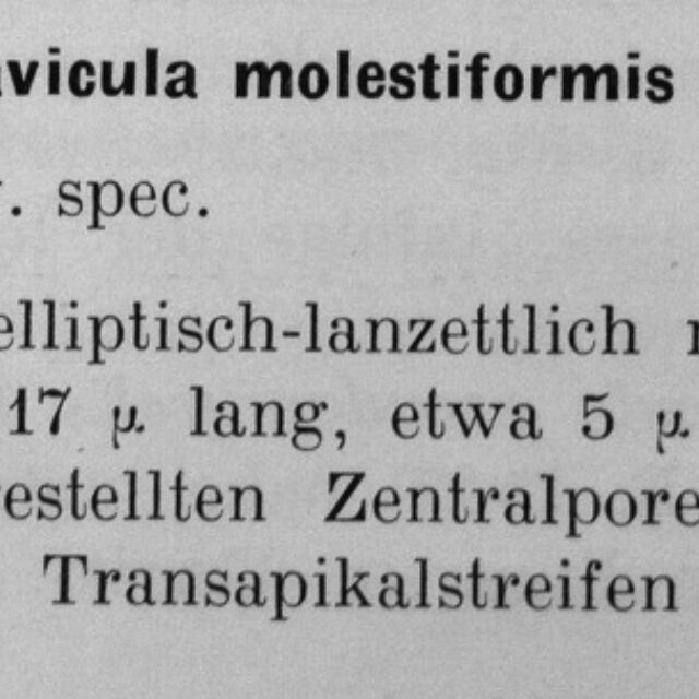 Molestiformis1