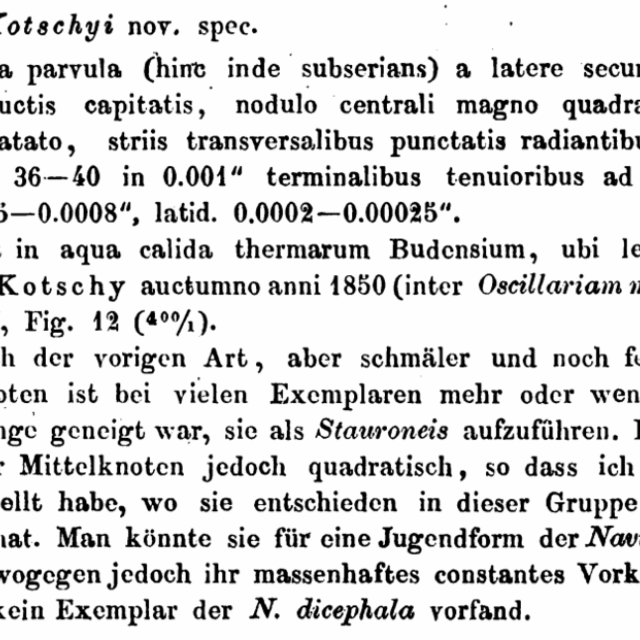 N Kotschyi Origdesc