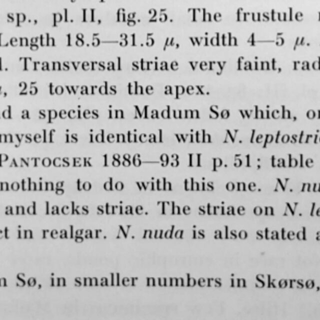 Navicula Leptostriata Orig Desc Text