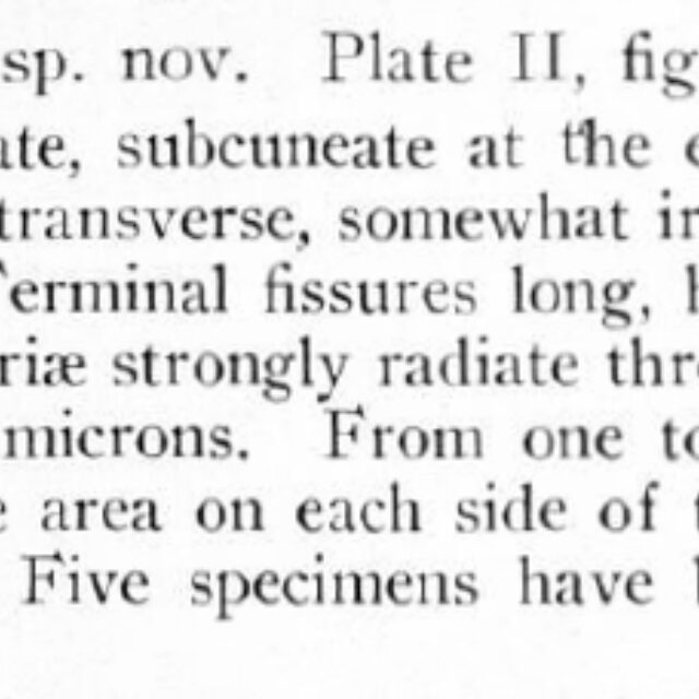 Navicula Mobiliensis Orig Desc Text