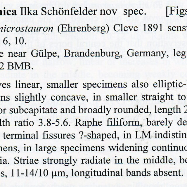 P Saprophila Description031