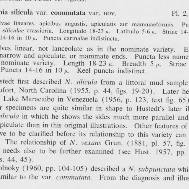 Silicula Commutata 1