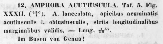 Amphora acutiuscula orig descr