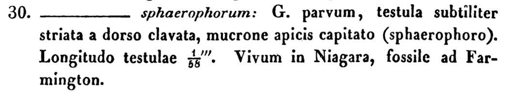 G Sphaerophorum Orgidesc1