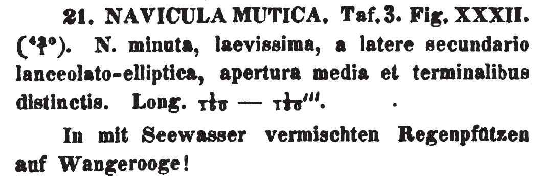 N Mutica 1844