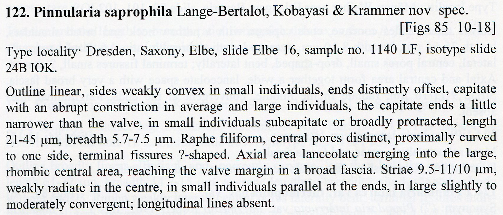 P Saprophila Description030