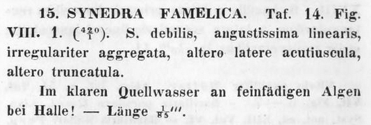 Synedra Famelica Orig Text