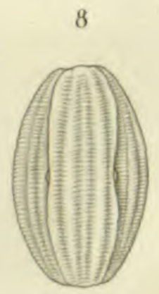 Amphora sulcata orig illus