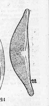 Halamphora elongata orig illus