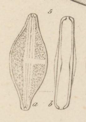 Anomoeoneis Sphaerophora F Sculpta Orig Illus2