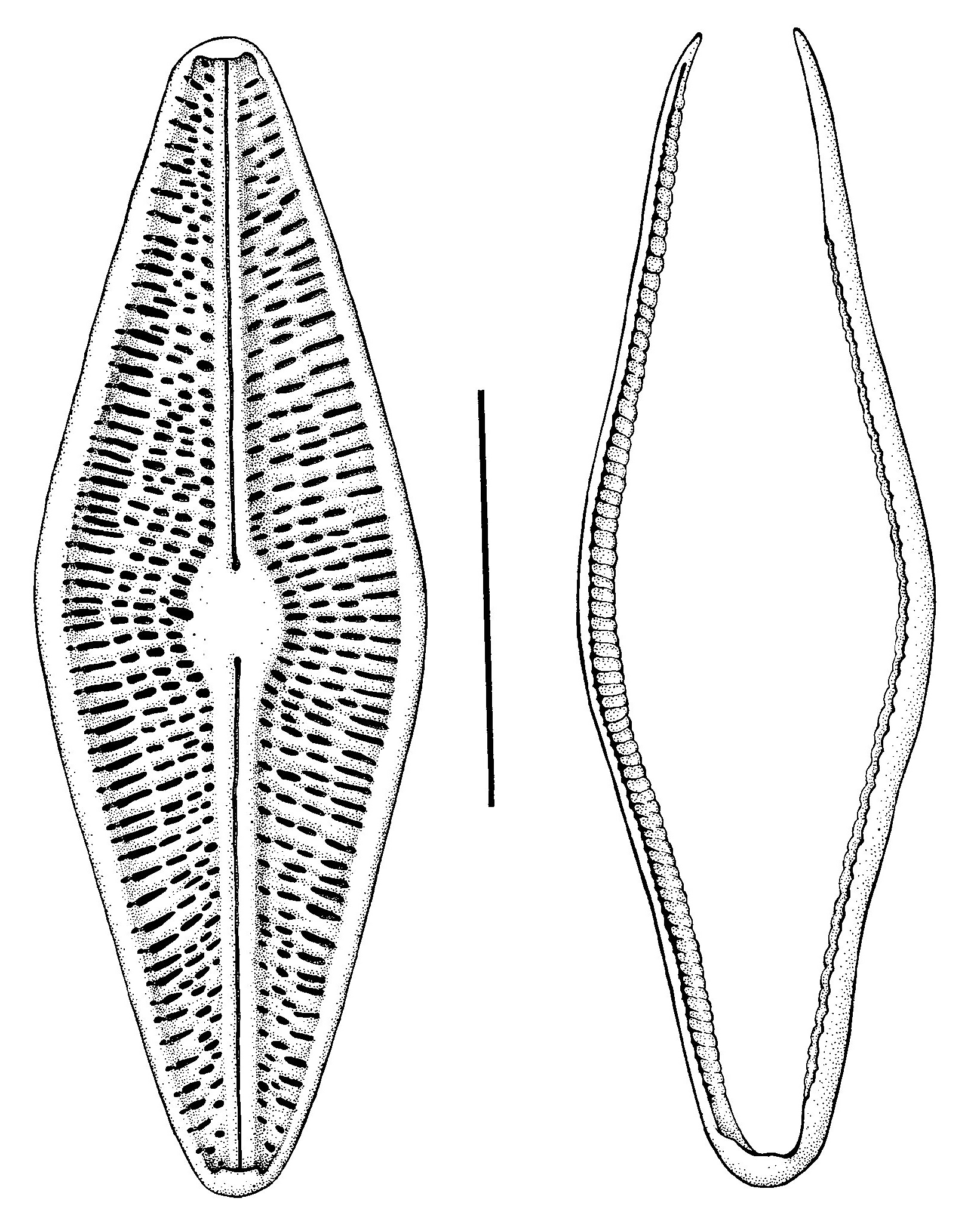diatom drawing