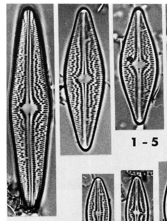 Brachysira brebissonii Ross "Morphotyp major"