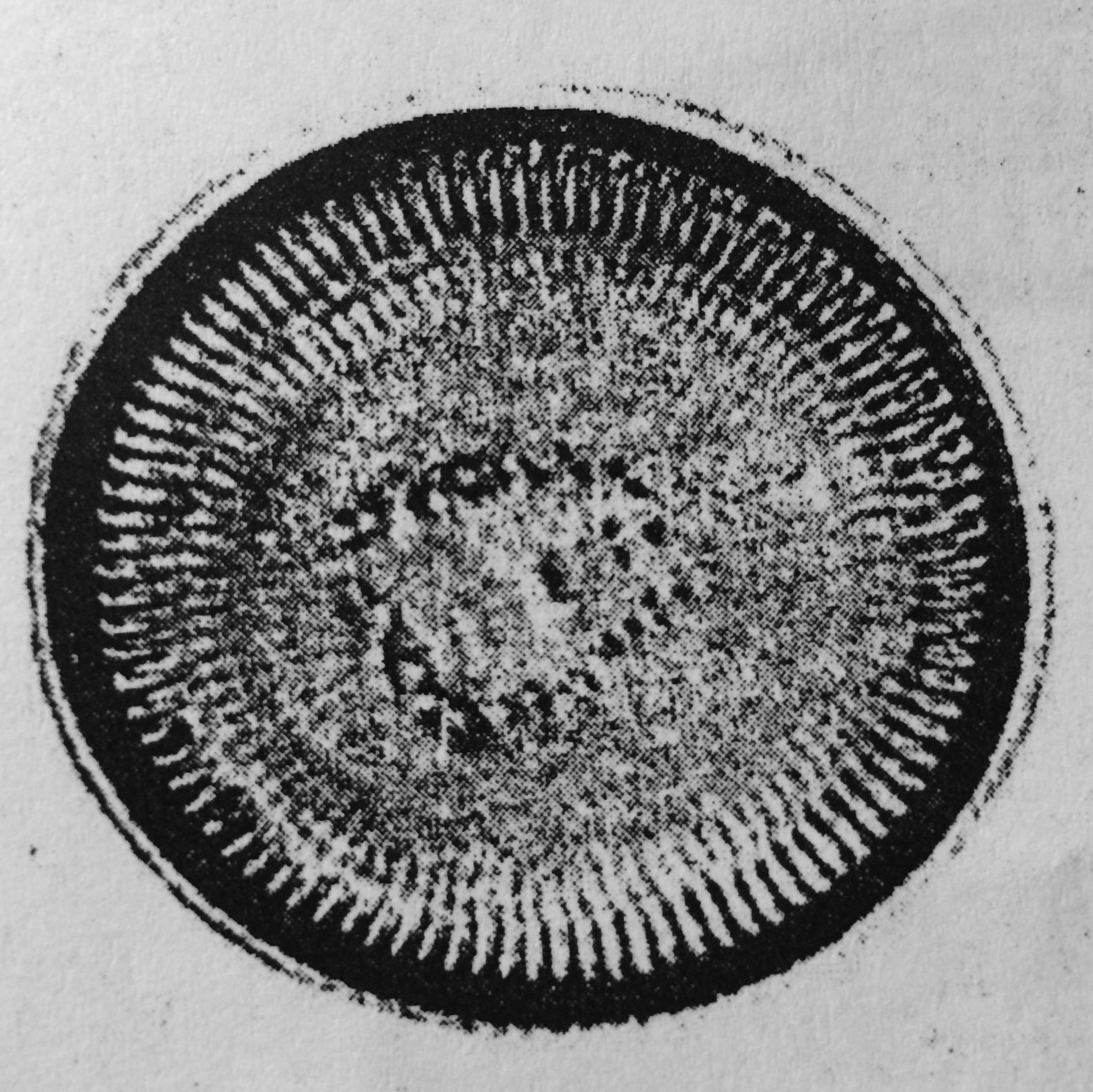 Cyclotella quillensis orig illus