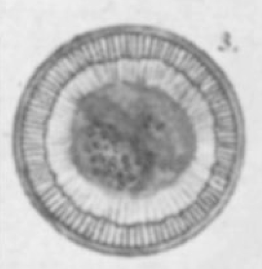 Cyclotella michiganiana orig illus