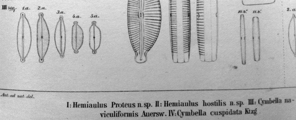 Cymbella naviculiformis orig illus