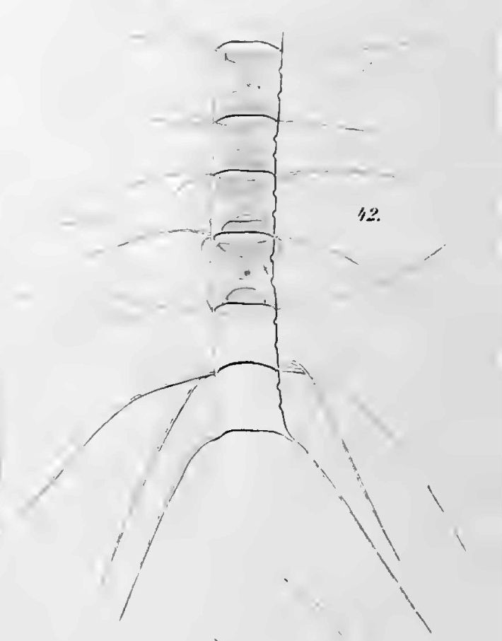 Chaetoceros constrictum orig illus2