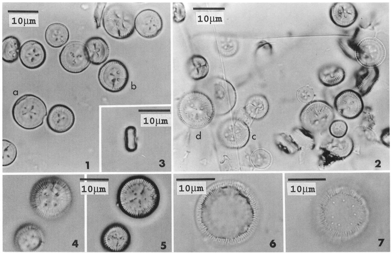 Cyclotella polymorpha orig illus