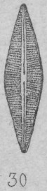 Navicula cuspidata var. halophila orig illus