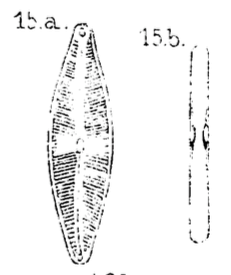 Cstauroneiformis Orig Draw