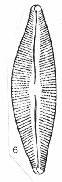 Cymbella Heilprinensis Iconotype Plate 128 Fig 6 Krammer 1997B