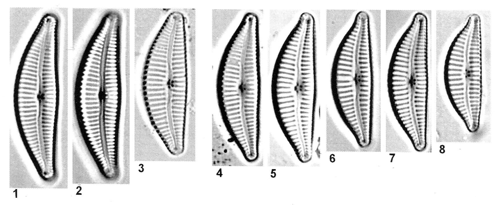 Cymbella affiniformis orig desc 2