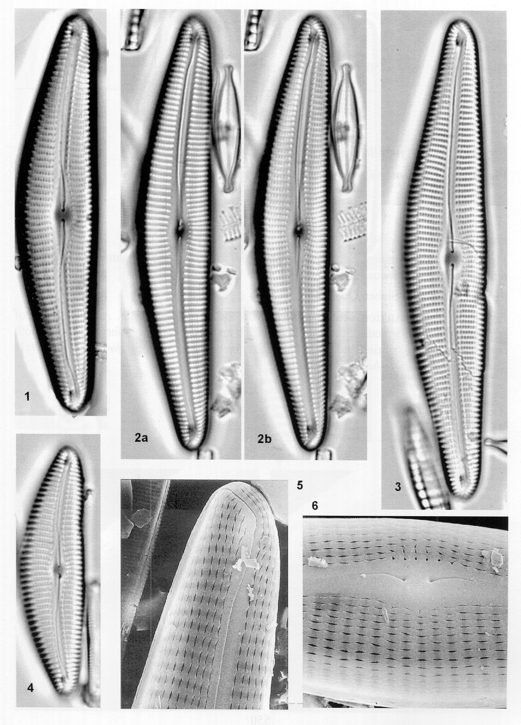 Cymbella langebertalotii orig illus