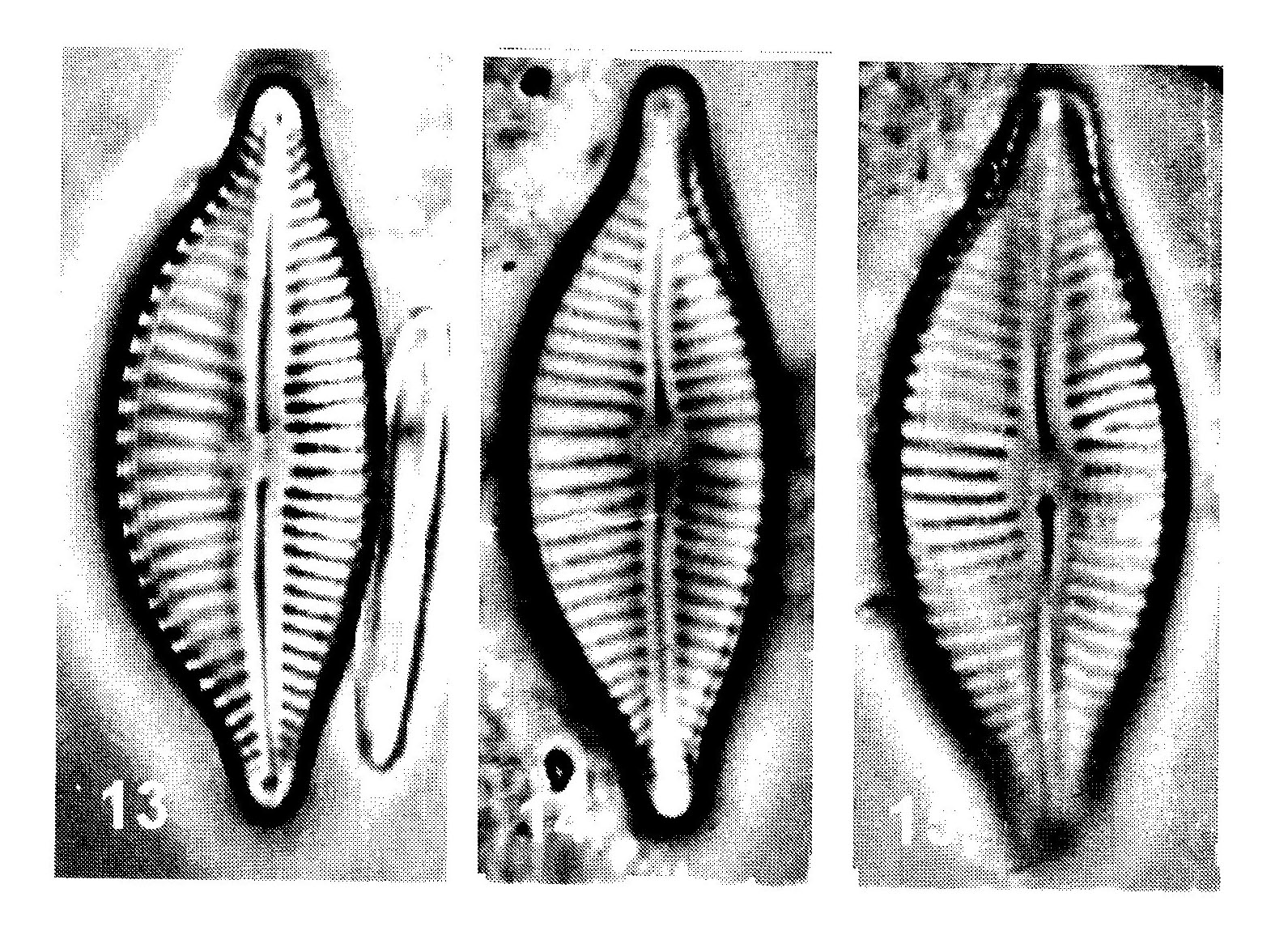 Cymbo Citriformis Origimag001