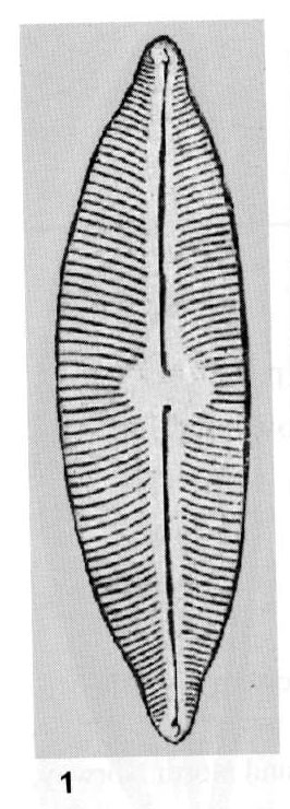 Cymbopleura americana orig illus