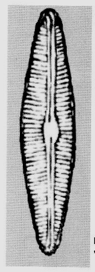 Cymbopleura florentina orig illus