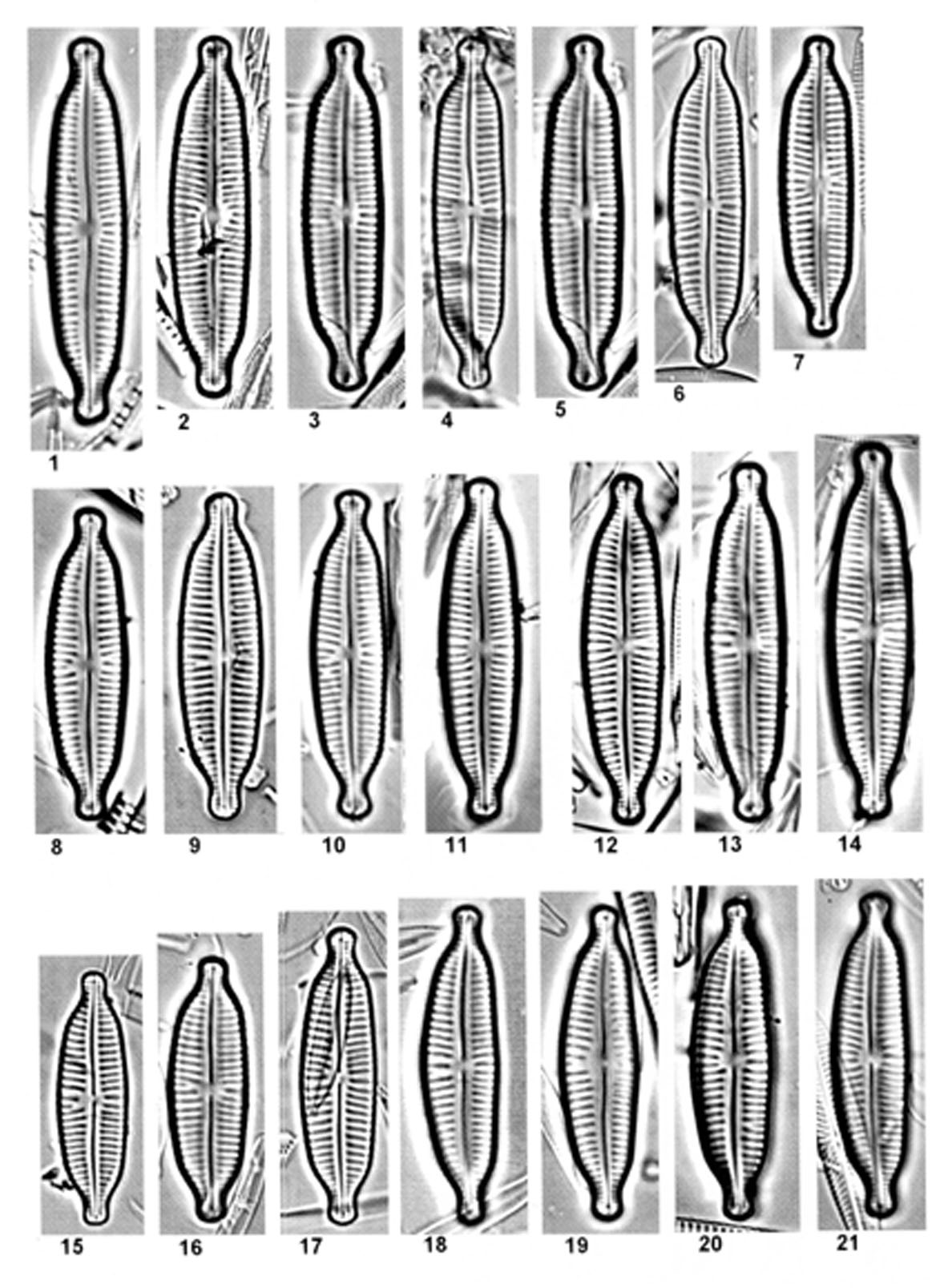 Cymbopleura similiformis orig illus