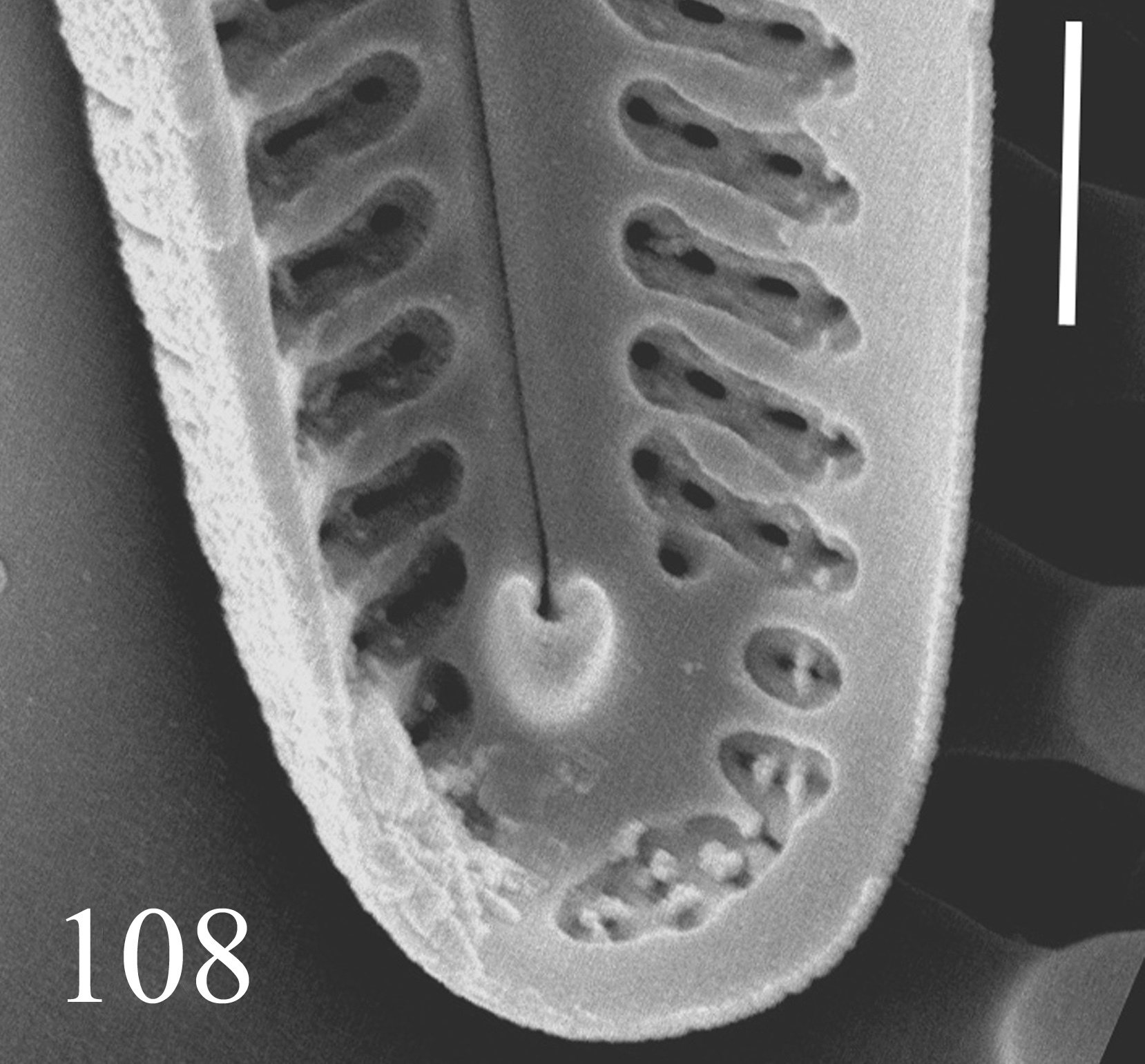 Delicata Canadensis Internalend