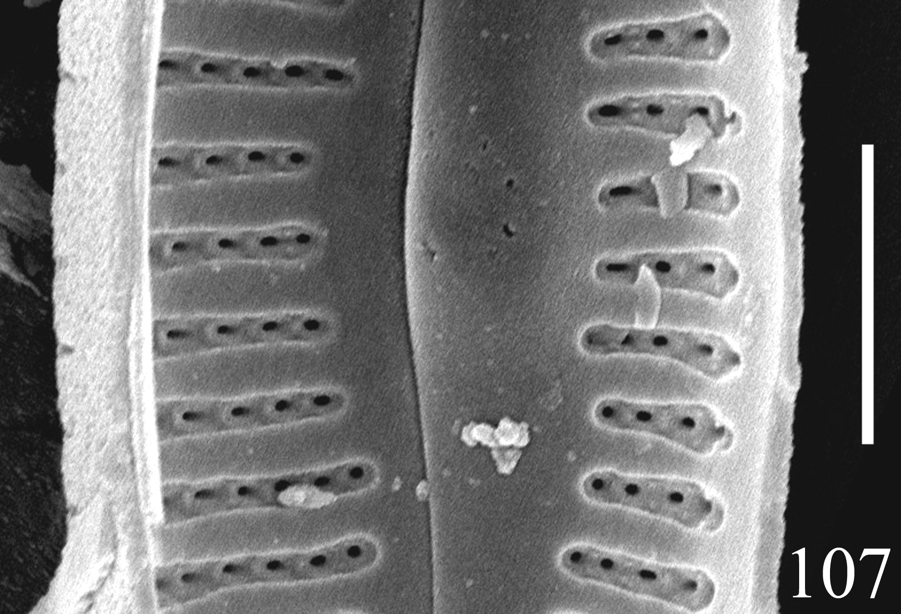 Delicata Canadensis Internalmiddle