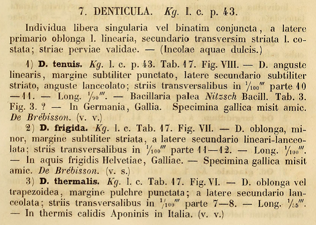 Denticula thermalis var. rupestre orig illus