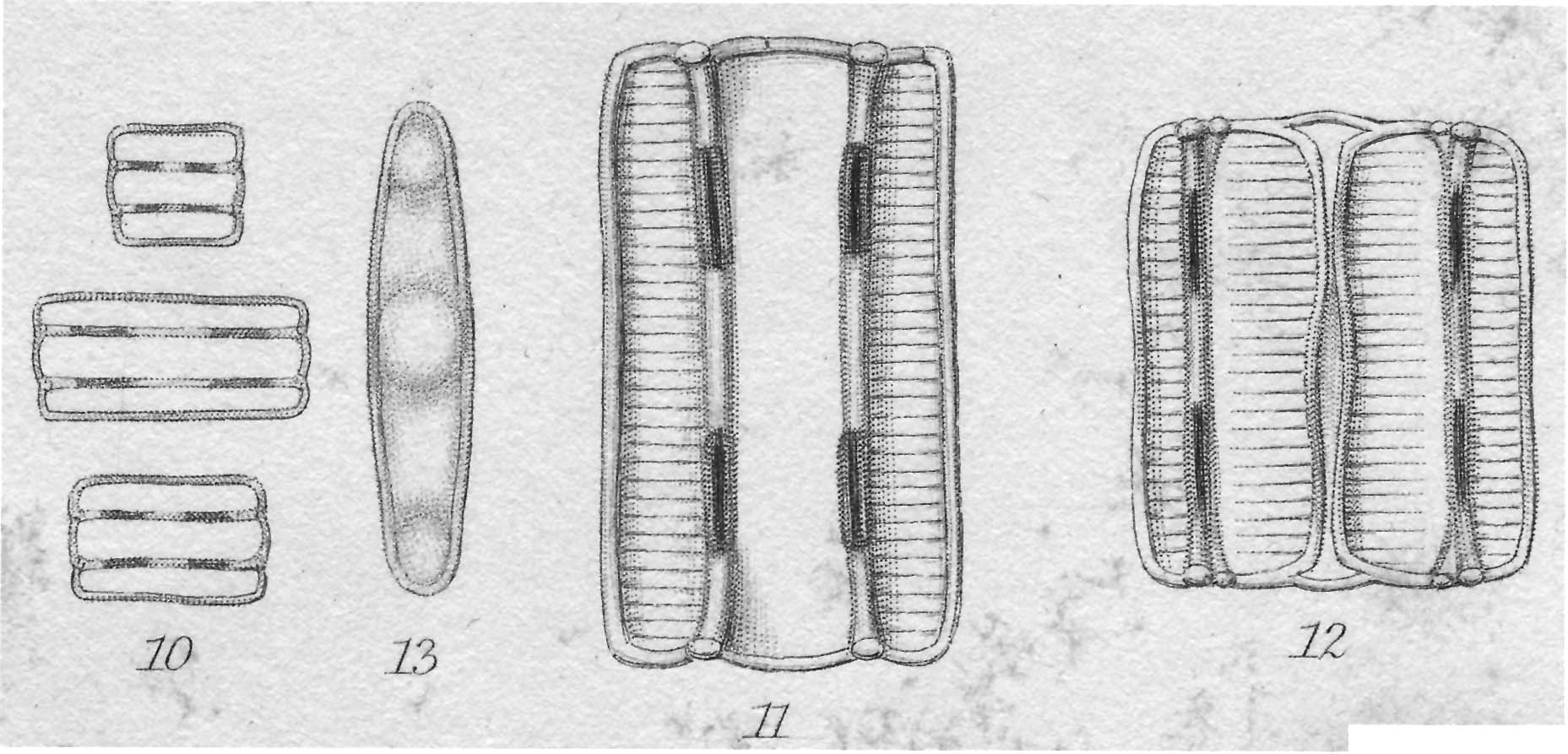 Diatomella balfouriana orig illus