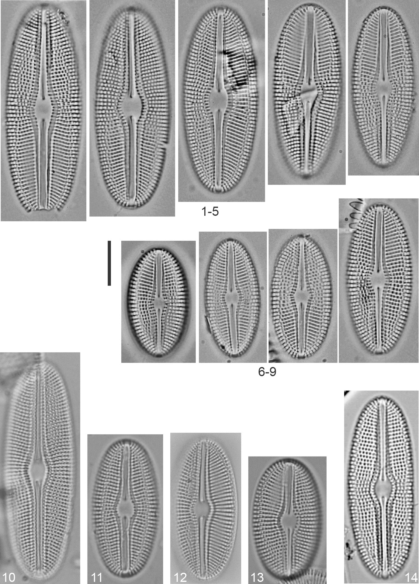 Diploneis doncharlesii Desc