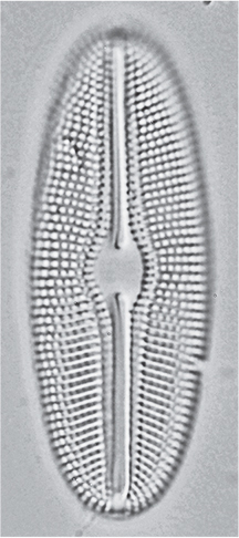 Diploneis Doncharlesii Orig Illus