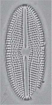 Diploneis Doncharlesii Orig Illus2