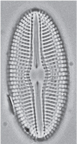 Diploneis Doncharlesii Orig Illus3