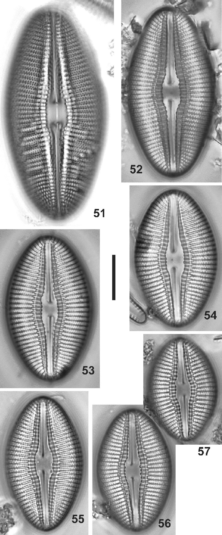 Diploneis lusatica Orig Illus