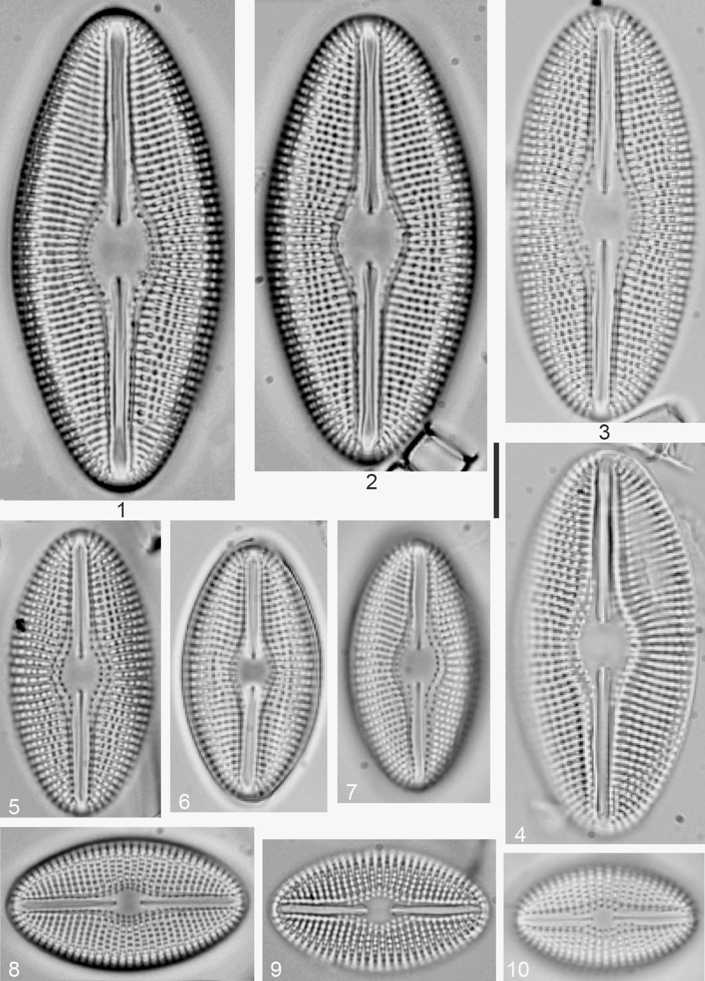 Diploneis Pratensis Orig Illus