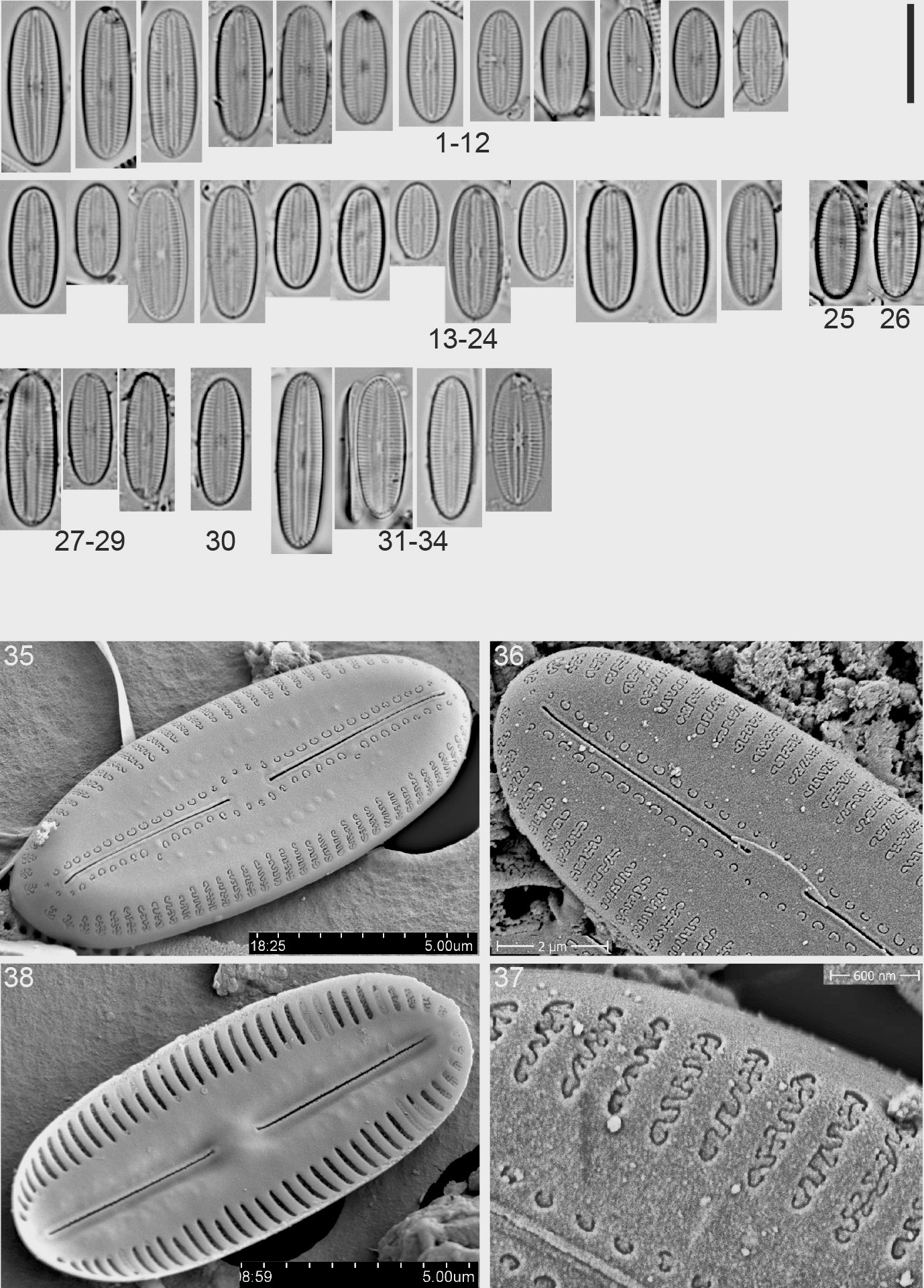 Diploneis pseudopetersenii Orig Illus