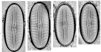 Diploneis Voigtiana Orig Illus