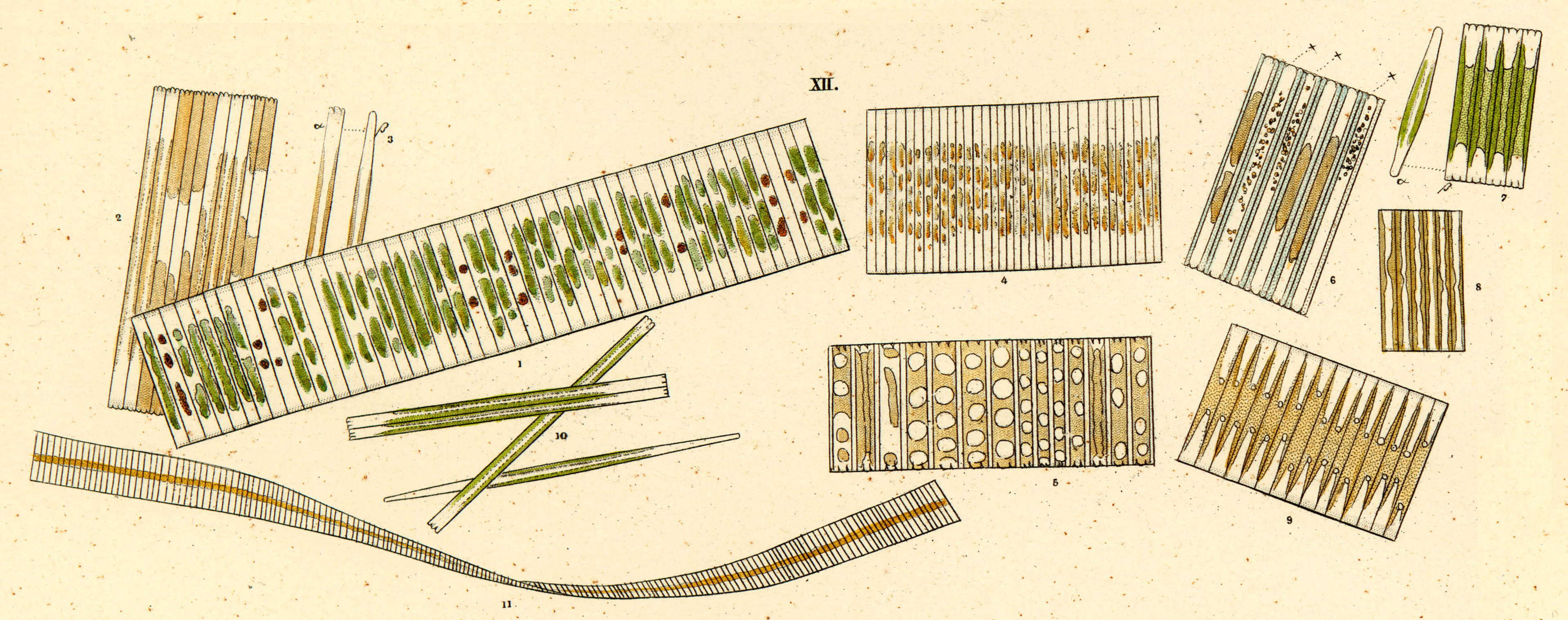 Ehrenberg1838 Infusionsthierchen T15