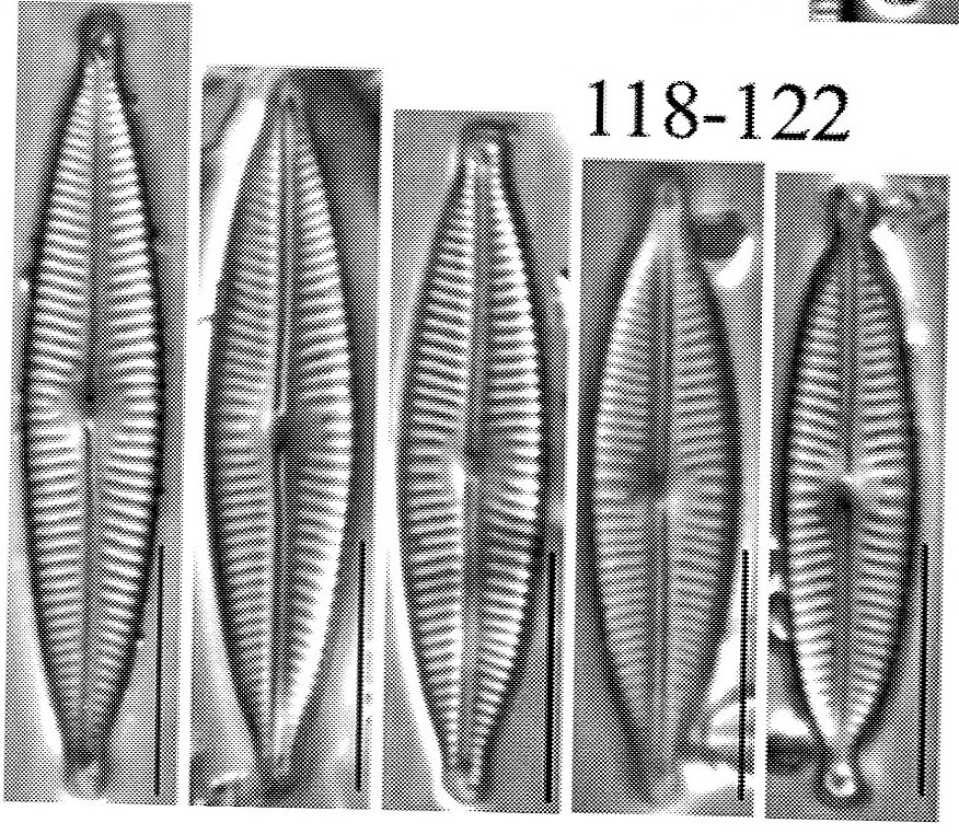 Encyonopsis descriptiformis orig illus
