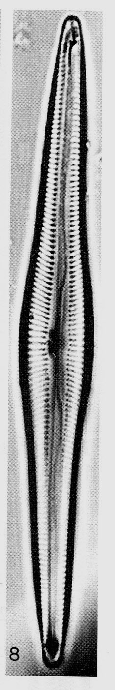 Encyonopsis subspicula orig illus